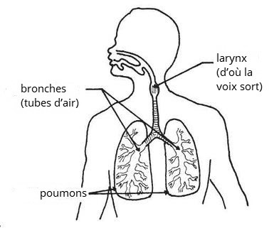 Les parties des poumons